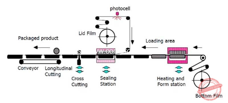Automatic-Tray-Thermoforming-Sweet-Corn-Vacuum-Sealing-Packing-Machine-Working-Step
